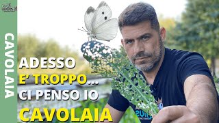 Cavolaia Come combatterla DEFINITIVAMENTE con METODI NATURALI [upl. by Abernon]