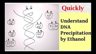 🧬 DNA and RNA EXTRACTION  Nucleic Acid Isolation  Adwoa Biotech [upl. by Lamp]