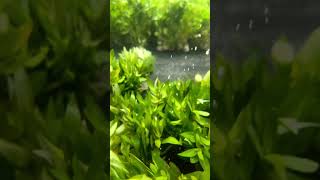 HYGROPHILA CORYMBOSA PARAWITOTA RUGGED Aquarium Plant For Sale [upl. by Stroud381]