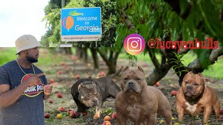 The Best American Bully Kennels in Georgia Episode 2 [upl. by Yesnikcm]