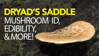 Foraging For Dryads Saddle  Pheasant Back Mushroom [upl. by Hallvard]