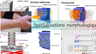 Spécialisations morphologique de la membrane plasmique [upl. by Ethbinium]