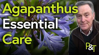 Agapanthus Essential Care A Martin Masterclass  Pots amp Trowels [upl. by Leirol]