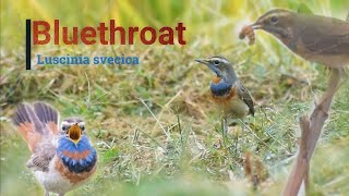 Bluethroat bird call  Luscinia svecica  Nikon D5300  Bluethroat call [upl. by Jeffcott497]