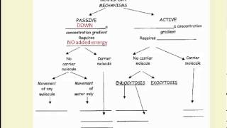 2 Transport  Overview of Mechanisms [upl. by Tserrof795]