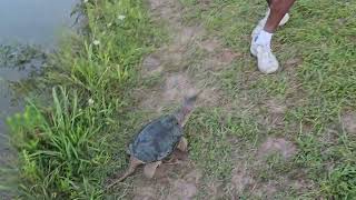 Snapping Turtle Chelydra Serpentina chasing [upl. by Lammond]