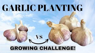 PLANTING GARLIC IN COLD CLIMATES  Garlic Growing Challenge 🏆🏆 [upl. by Priscilla]