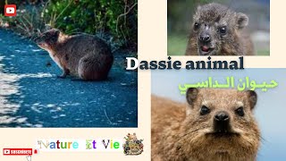 حيوان الداسي Dassie animal [upl. by Dorcus369]