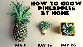 How to Grow Pineapples at Home Fast n Easy [upl. by Hayley]