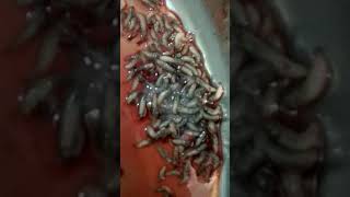 maggots in chronic wound nepal [upl. by Adnamal]