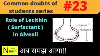 Function of Lecithin surfactant in Alveoli  How Lecithin Reduces Surface Tension in Alveoli  NEET [upl. by Hgielac458]