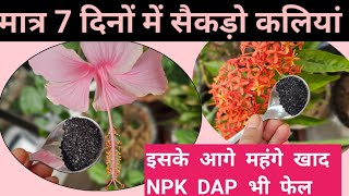 सभी फूलोफलो और सब्जी वाले पौधो के लिए सबसे ताकतवर हाईपावर खाद Humic Acid  Fulvic Acid NpkDap [upl. by Annatsirhc]