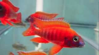 Aulonocara Rubescens Ruby Red Peacock Cichlid [upl. by Acceber633]