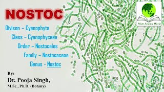 NOSTOC  Nostocales [upl. by Udela]