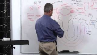 Renal System GFR Glomerular Filtration Rate 914 [upl. by Matazzoni]