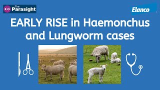 Lungworm in cattle and Haemonchus in sheep [upl. by Eek]