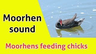 Moorhens feeding chicks  Moorhens chicks sound  Moorhen sound [upl. by Panter]