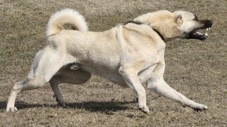 Maşallah Biz Boşuna ASLAN Demiyoruz Bunlara  KANGAL POWER [upl. by Arimlede]