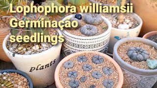 Germinação Peyotes growing lophophora from seed [upl. by Sebastian735]