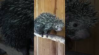 Prehensile Tailed Porcupine talking while enjoying a snack [upl. by Lahcsap677]