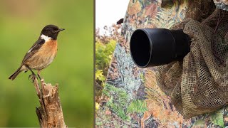 Photography Hide for Getting Close to Birds  Tragopan V6 Photo Blind [upl. by Annoel]