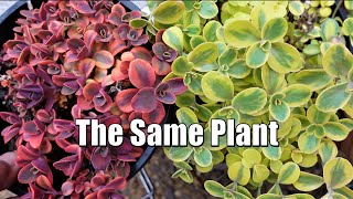 How To Color Your SEDUM WILDFIRE  Growing Succulents with LizKreate [upl. by Chenee61]