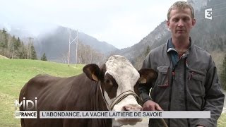 ANIMAUX  Labondance la vache laitière de Savoie [upl. by Ayim799]