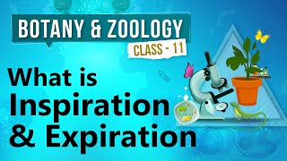 What Is Inspiration amp Expiration  Human Respiration  Biology Class 11 [upl. by Hahcim347]