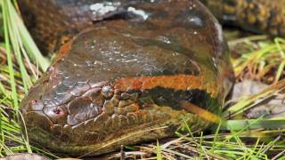 In Search of the Giant Green Anaconda Eunectes murinus Video [upl. by Amice]