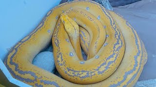 Reticulated python enclosure cleaning [upl. by Bertasi]