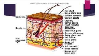 Dermis and Hypodermis An Overview [upl. by Htnamas]