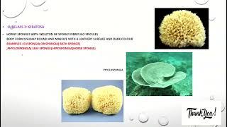 PHYLUM PORIFERA CLASSIFICATION [upl. by Naujik]