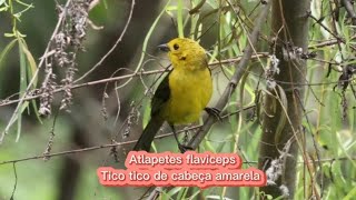 O canto do Tico tico de cabeça amarela  Atlapetes flaviceps [upl. by Marcellus424]