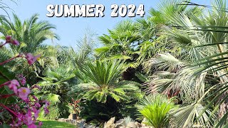 A view trough my Palm Garden 2024 [upl. by Jeffrey358]