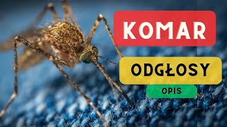 Komar odgłosy opis 🦟 Bzyczenie komara jak robi komar dźwięk komara 🦟🦟🦟 [upl. by Sklar301]