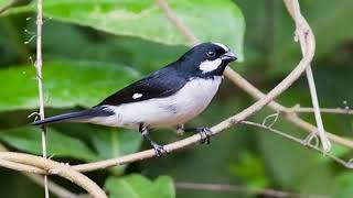 Canto Para Enseñar Tucero Corbatita Bengalí Sporophila lineola [upl. by Pegma36]