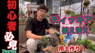 ディッキア‼️用土作り＆植え替え🔰初心者必見！配合も大公開 [upl. by Nnairrek535]