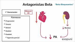 Antagonistas alfa y beta adrenérgicos  Farmacología [upl. by Enrobyalc386]