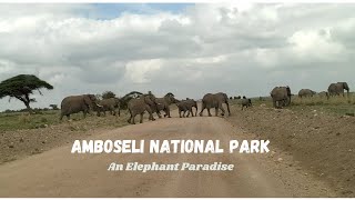 Amboseli National Park Game driveA true Paradise [upl. by Leibrag]