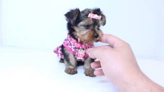 Charming Teacup Female Yorkie Puppy by PuppyHeavencom [upl. by Timmi539]