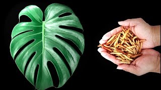 Mealworms Shedding Skin and eat Monstera Leaf Timelapse [upl. by Nuhsyar]