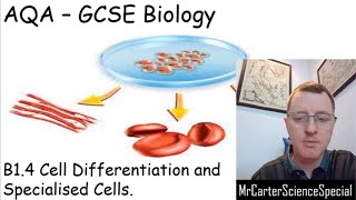 B14  Cell Differentiation  AQA Biology GCSE 91 [upl. by Chappie]