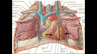 lessentiel de lanatomie du coeur [upl. by Rebmyt]
