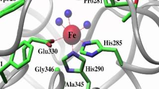 Phenylalanine Hydroxylase [upl. by Mathilde124]