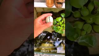 egg in swimming pool🤯 New Viral Gadgets Smart Appliances Kitchen UtensilsHome Inventions shorts [upl. by Labana]