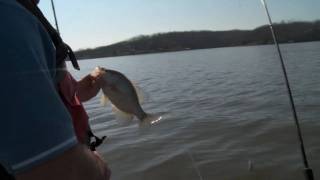 Crappie Fishing on Lake Barkley [upl. by Arracat174]