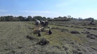 Percheron Horses Hay Making [upl. by Erdnaid]