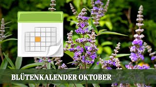 Blütenkalender Oktober  Astern Kerzenknöterich Eisenkraut Silberkerze Mönchspfeffer [upl. by Alasteir699]