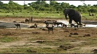 Elephant vs Wild Dogs at Waterhole [upl. by Rebor]