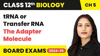 tRNA or Transfer RNA  The Adapter Molecule  Class 12 Biology Chapter 5  CBSE 202425 [upl. by Zadack]